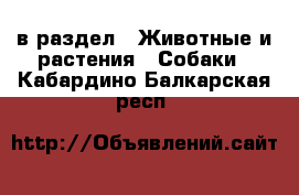  в раздел : Животные и растения » Собаки . Кабардино-Балкарская респ.